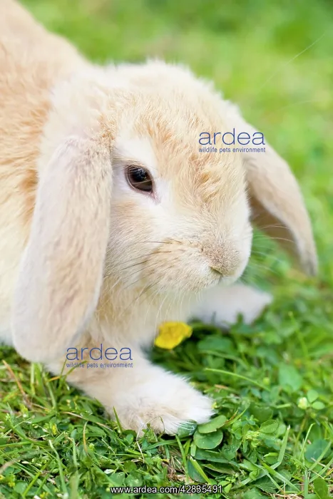  : Rabbit - young on grass lawn