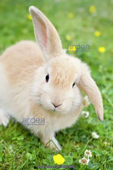  : Rabbit - young on grass lawn amongst Buttercups