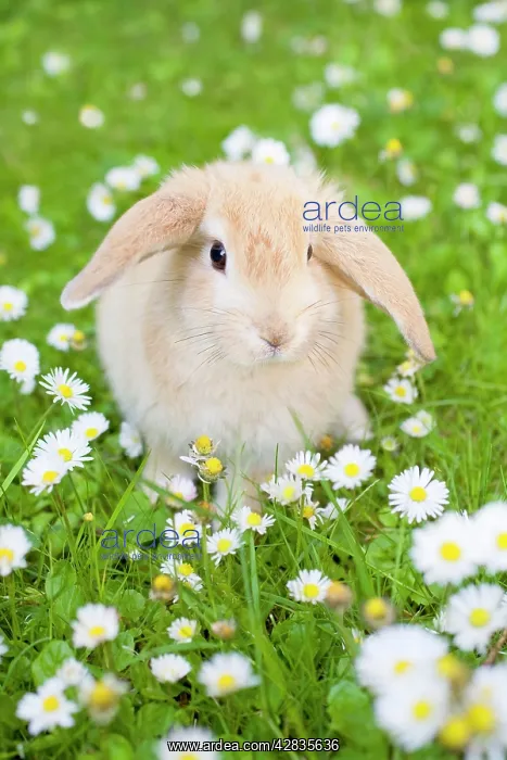 : Rabbit - young on grass lawn amongst Daisies and Buttercups : Rabbit - young on grass lawn amongst Daisies and Buttercups