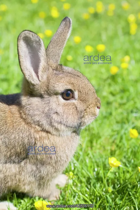 : Rabbit - young - on lawn : Rabbit - young - on lawn