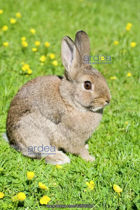 : Rabbit - young - on lawn : Rabbit - young - on lawn