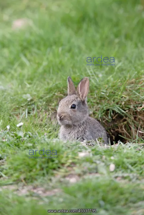: Rabbit - youngster by burrow : Rabbit - youngster by burrow