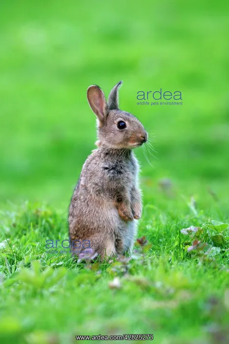 : Rabbit - Youngster on hind legs in meadow : Rabbit - Youngster on hind legs in meadow