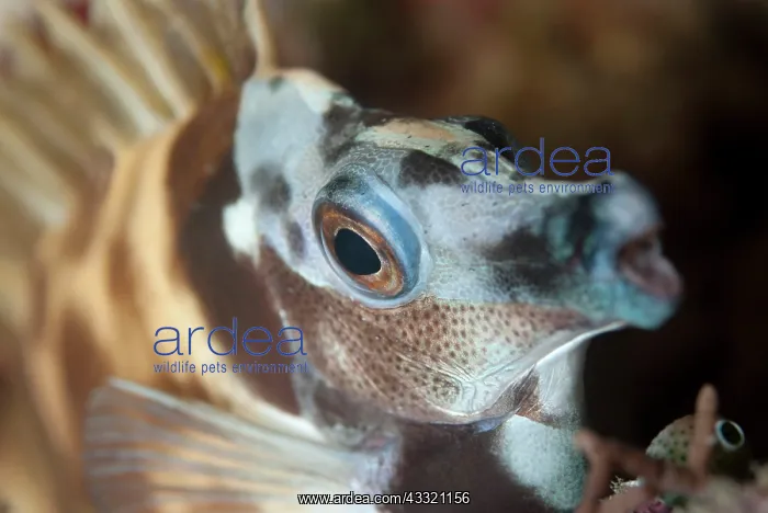 : Rabbitfish - with night colours during night dive : Rabbitfish - with night colours during night dive