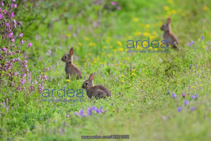 : Rabbits (Oryctolagus cunniculus). Boscregan - Cornwall - UK : Rabbits (Oryctolagus cunniculus). Boscregan - Cornwall - UK