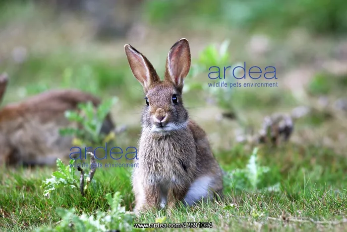 : Rabbits (Oryctolagus cuniculus). France : Rabbits (Oryctolagus cuniculus). France