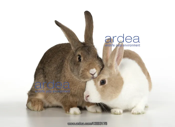  : RABBITS. agouti and dutch rabbits, studio
