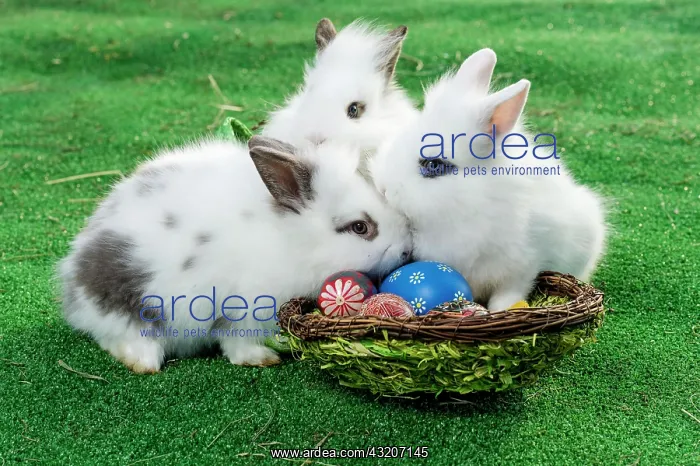: Rabbits with a basket, Easter eggs : Rabbits with a basket, Easter eggs
