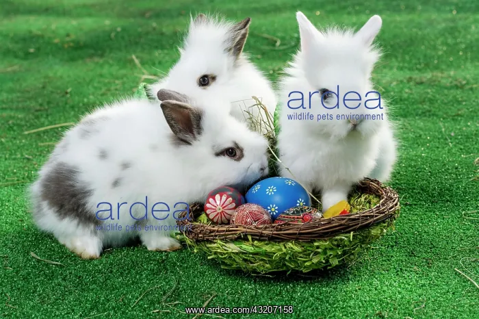  : Rabbits with a basket, Easter eggs