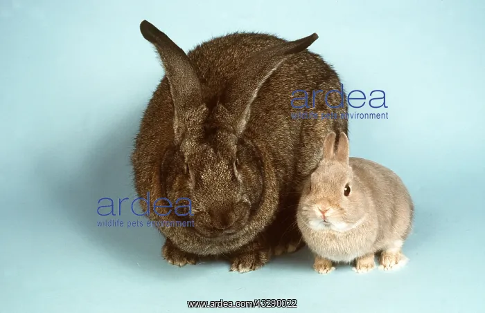 : RABBITS - British Giant and Netherland Dwarf : RABBITS - British Giant and Netherland Dwarf