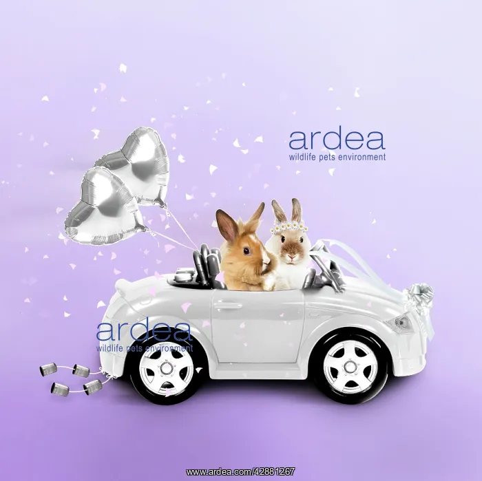 : Rabbits driving wedding car : Rabbits driving wedding car