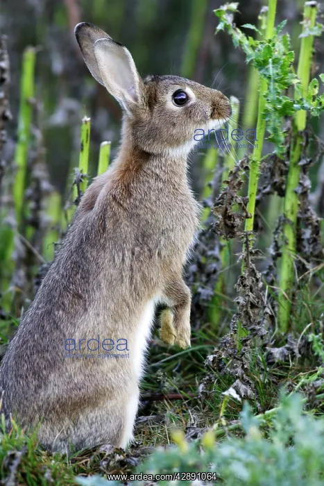 : Rabbits - eating : Rabbits - eating