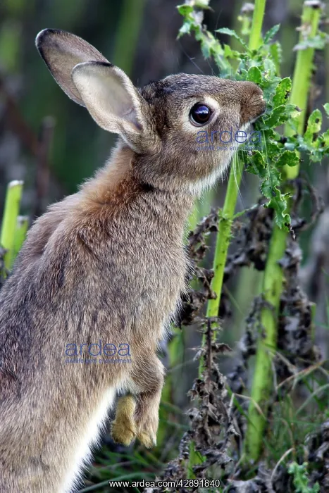 : Rabbits - eating : Rabbits - eating
