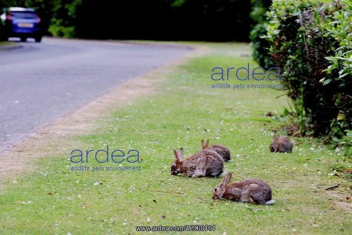 : Rabbits - feeding on road verge : Rabbits - feeding on road verge