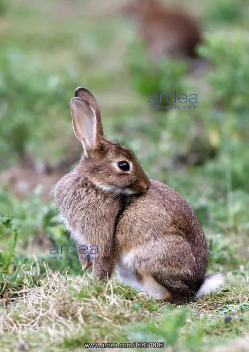 : Rabbits - grooming : Rabbits - grooming