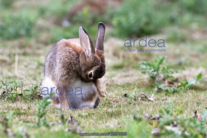 : Rabbits - grooming : Rabbits - grooming