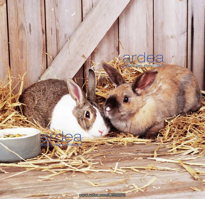  : RABBITS - in hutch, resting in straw