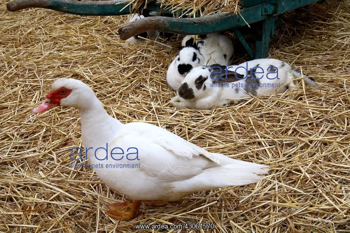 : Rabbits lying on straw observing a duck France : Rabbits lying on straw observing a duck France