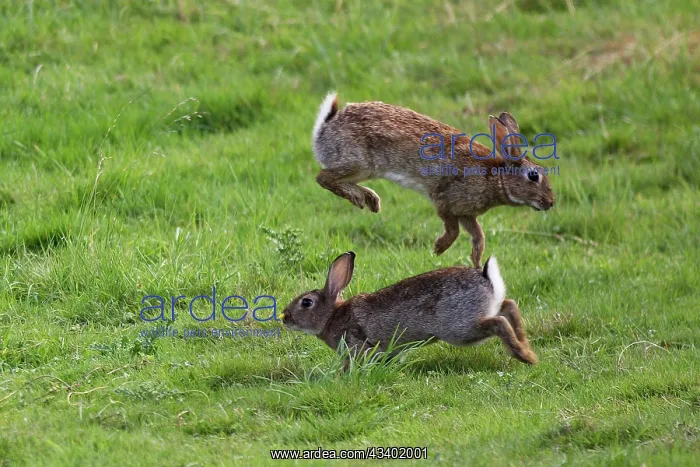 : Rabbits - Mating behaviour : Rabbits - Mating behaviour