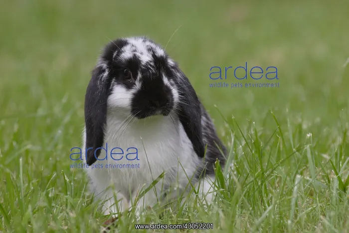 : Rabbits in the meadow : Rabbits in the meadow