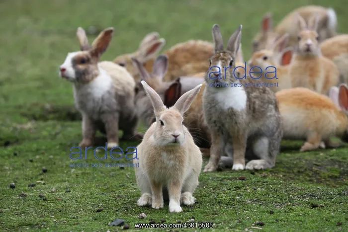 : Rabbits of Okunoshima : Rabbits of Okunoshima