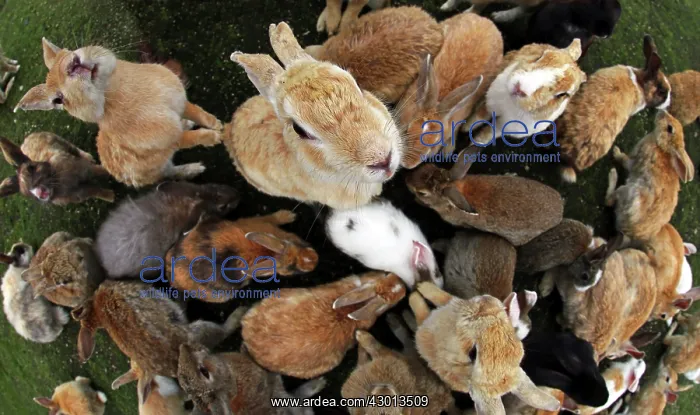 : Rabbits of Okunoshima : Rabbits of Okunoshima
