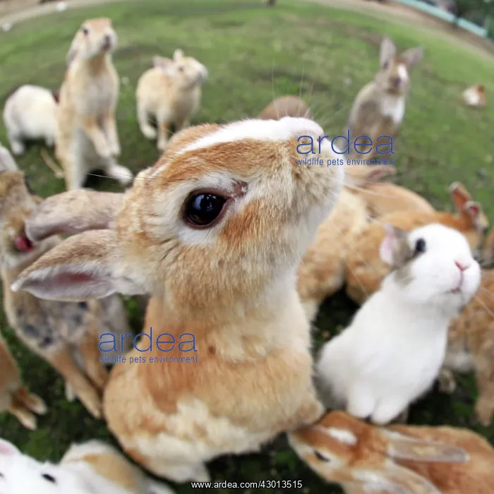 : Rabbits of Okunoshima : Rabbits of Okunoshima