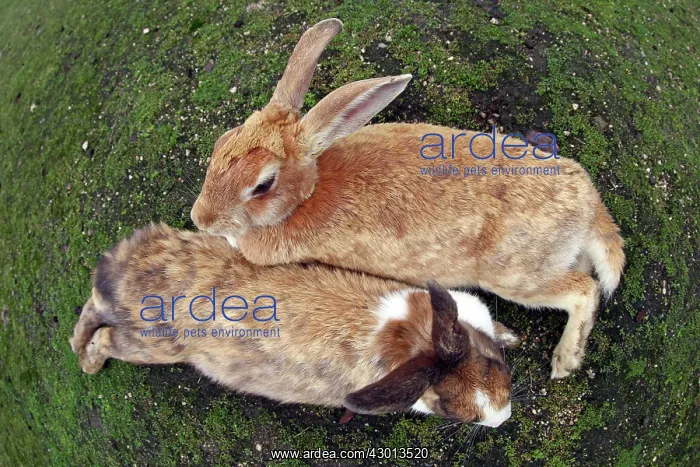 : Rabbits of Okunoshima : Rabbits of Okunoshima