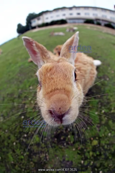 : Rabbits of Okunoshima : Rabbits of Okunoshima
