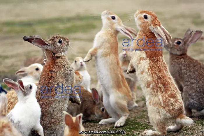 : Rabbits of Okunoshima : Rabbits of Okunoshima