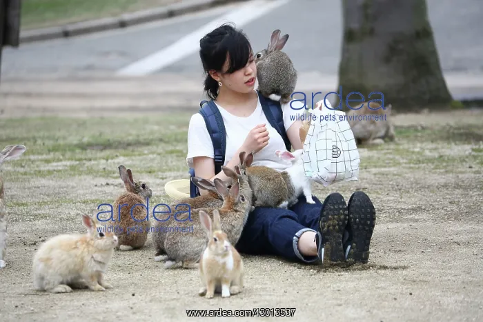 : Rabbits of Okunoshima : Rabbits of Okunoshima