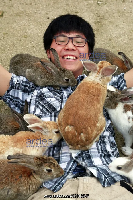 : Rabbits of Okunoshima : Rabbits of Okunoshima