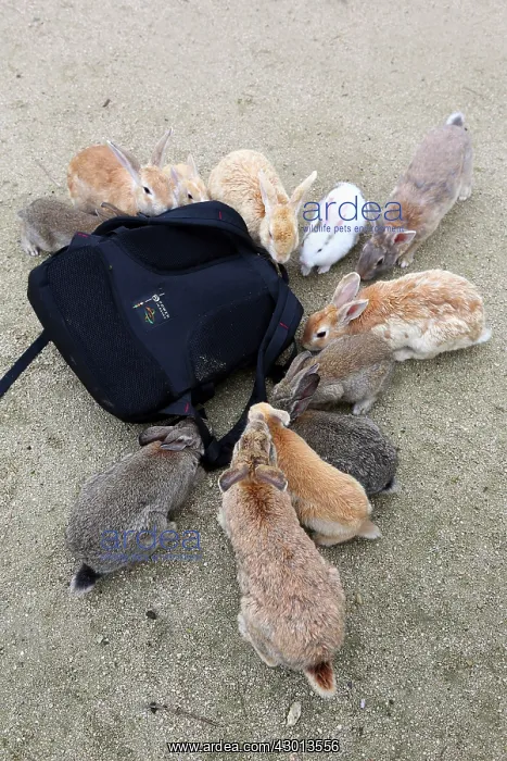 : Rabbits of Okunoshima : Rabbits of Okunoshima