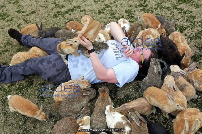 : Rabbits of Okunoshima : Rabbits of Okunoshima