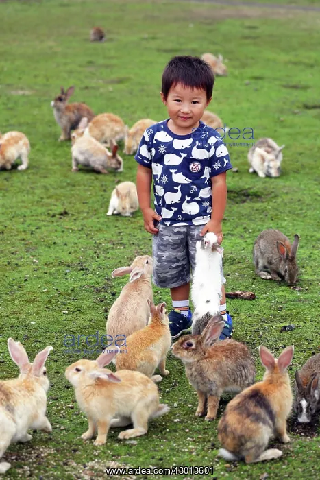 : Rabbits of Okunoshima : Rabbits of Okunoshima