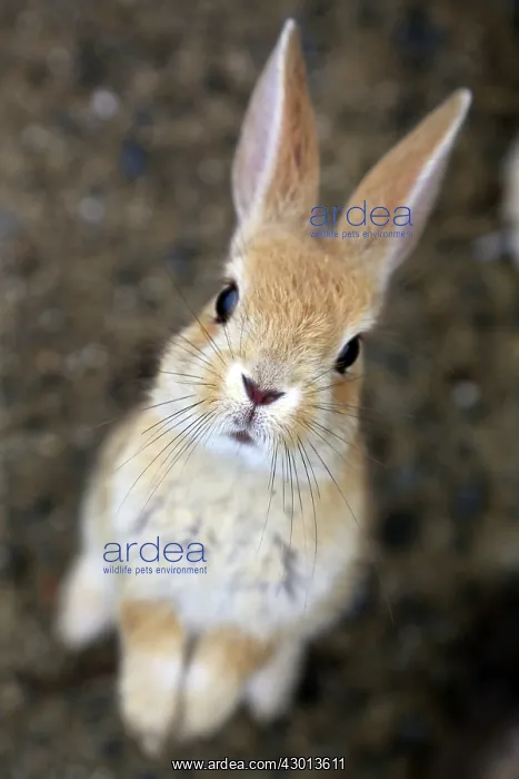: Rabbits of Okunoshima : Rabbits of Okunoshima