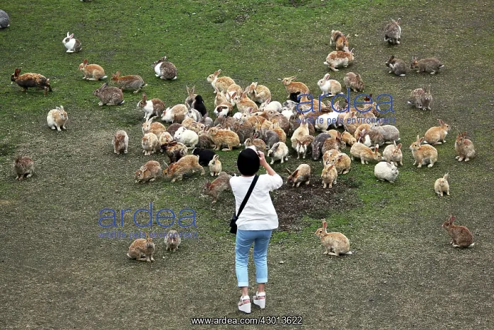 : Rabbits of Okunoshima : Rabbits of Okunoshima