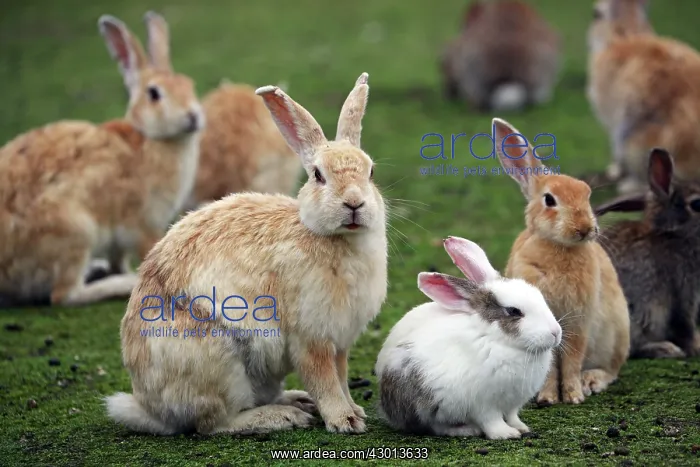 : Rabbits of Okunoshima : Rabbits of Okunoshima