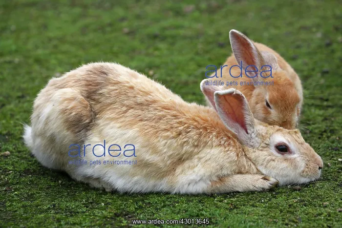 : Rabbits of Okunoshima : Rabbits of Okunoshima