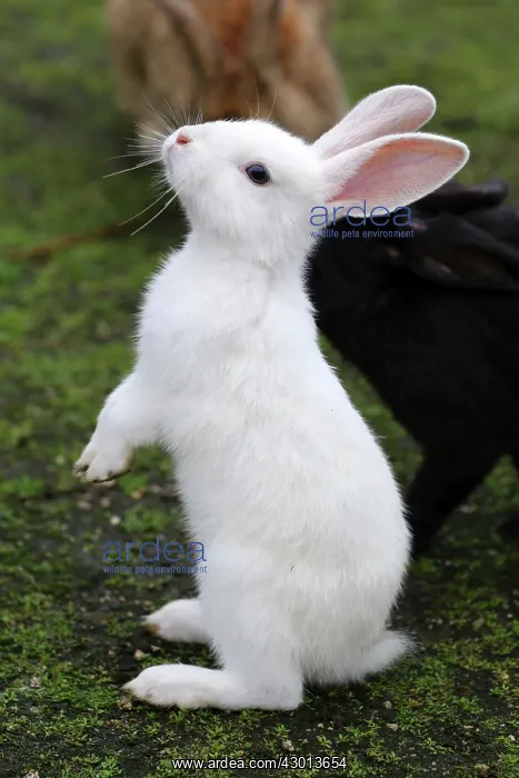 : Rabbits of Okunoshima : Rabbits of Okunoshima