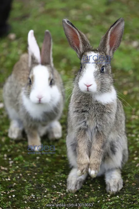 : Rabbits of Okunoshima : Rabbits of Okunoshima