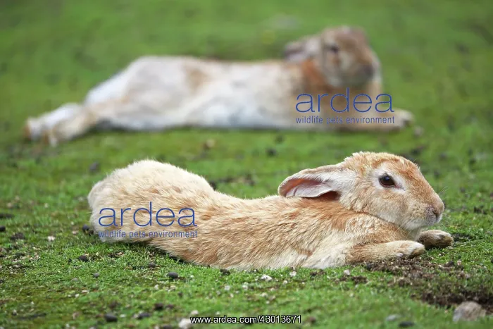 : Rabbits of Okunoshima : Rabbits of Okunoshima