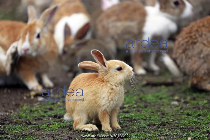 : Rabbits of Okunoshima : Rabbits of Okunoshima