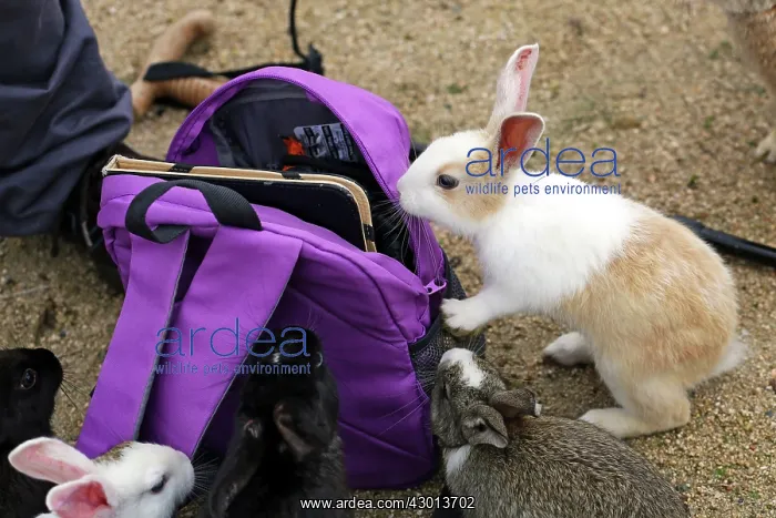 : Rabbits of Okunoshima : Rabbits of Okunoshima