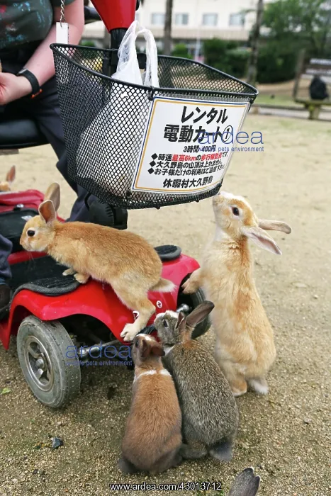 : Rabbits of Okunoshima : Rabbits of Okunoshima