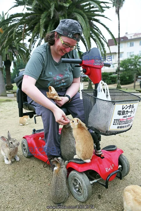 : Rabbits of Okunoshima : Rabbits of Okunoshima