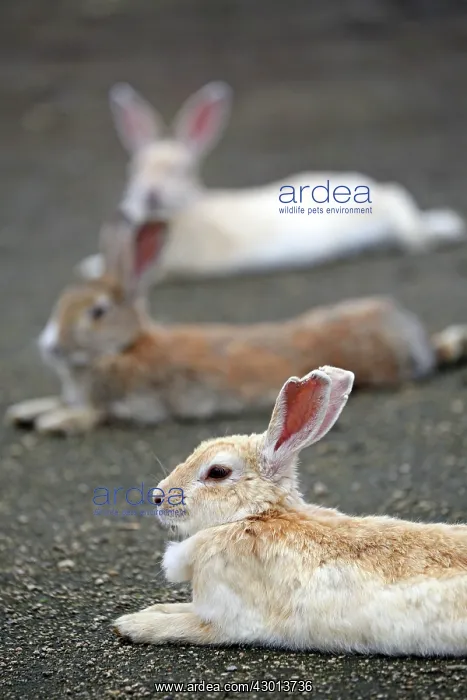 : Rabbits of Okunoshima : Rabbits of Okunoshima
