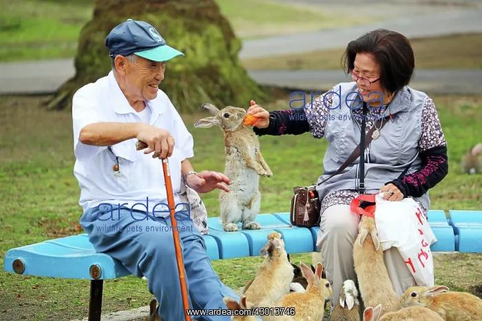 : Rabbits of Okunoshima : Rabbits of Okunoshima