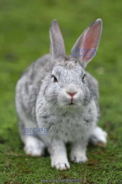 : Rabbits of Okunoshima : Rabbits of Okunoshima