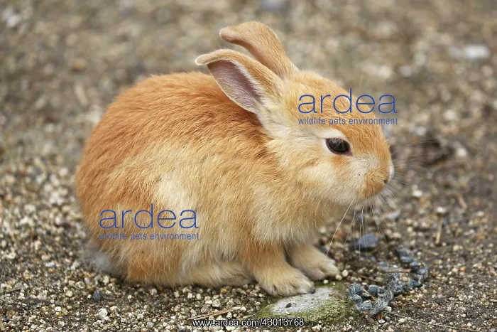 : Rabbits of Okunoshima : Rabbits of Okunoshima